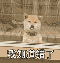 狗狗向主人道歉,有这些方式,别再说看不懂了