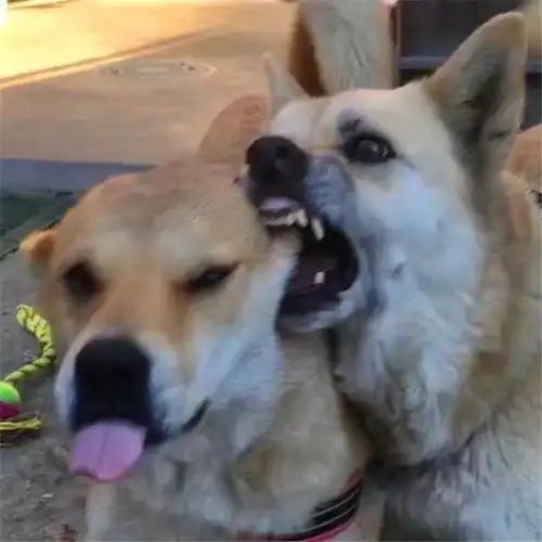 柴犬妹妹吐舌头逗哥哥玩,被咬住了大脸,妹妹笑容渐渐消失