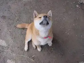 泪目,曾用一张笑脸治愈无数人的日本柴犬北登去世了