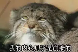 有种猫叫行走的表情包,它的名字叫兔狲,不是兔子搜狐宠物搜狐网