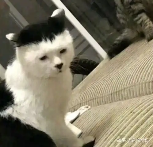 你见过最丑的猫是怎样的