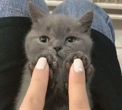 铲屎官跟小猫咪玩拍手游戏,小猫咪的表情萌翻了