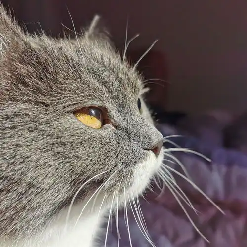 我家猫绝育完不会埋了