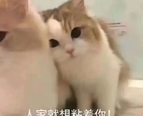 萌宠发飙表情包老虎不发威拿我当病猫吗