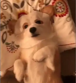 史上最爱美的柯基犬,主人下班回家,看见狗正在玩面膜