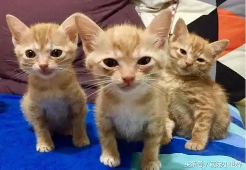 舞蹈班开课啦3只小萌橘同步摇头,后面老猫却一脸厌世
