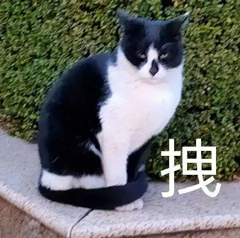 什么你还没有这套南审猫猫表情包
