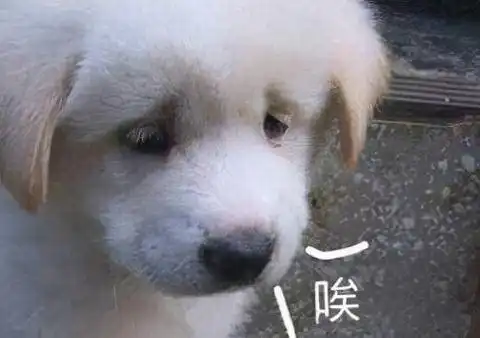 李冰冰穿深v礼服被举报这理由把我看傻了