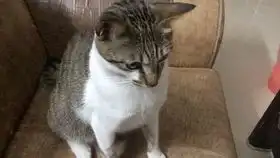 小萌猫生气了