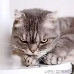 虽然这猫看谁谁生气,但却让人越看越想多吸两口