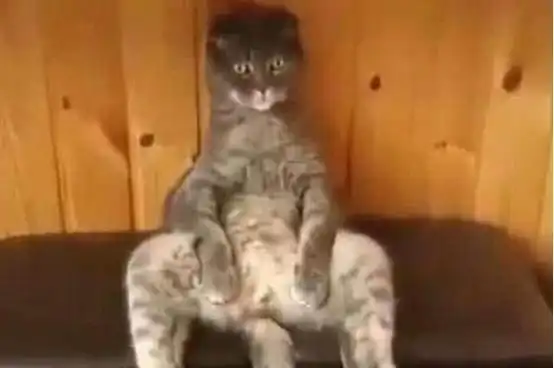 黑猫被骗做绝育后,不吃不喝,女孩半夜醒来看到一幕,吓得腿都软了小欣