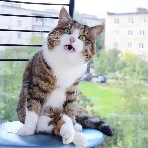 萌