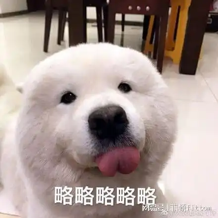 表情包萨摩耶bobo患癌去了汪星,菲尔顿宠物体检应受到重视