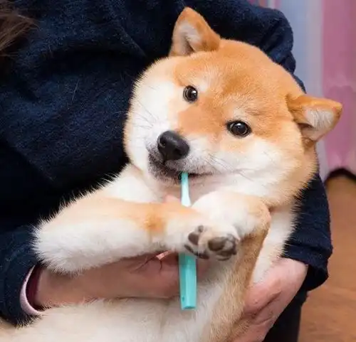 靠大笑飞升的高圆圆竟然悄悄把贴片牙卸了满口黄牙光速跌落凡间...