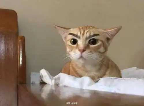 我的收藏
