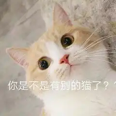 猫咪表情包