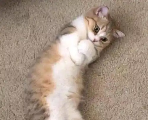 小猫咪睡觉被主人捉弄,醒后一脸的委屈,表情萌翻网友