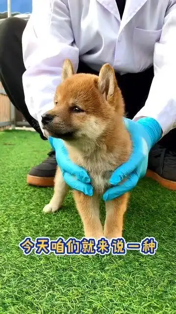 我相信,各位表情包里,都会有几张柴犬大脸黑字的表情吧