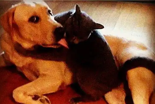 猫咪搂住狗狗的脖子,狗狗一脸嫌弃,主人回头的瞬间,画风突变