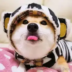 会移动的表情包这只戏精柴犬charmy堪称卖萌典范