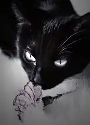 谁知道这只猫叫什么顺便求这猫的表情包