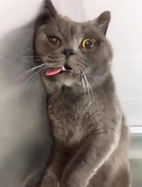 主人偷偷给猫做绝育,当晚被发现,猫咪的表情让铲屎官害怕
