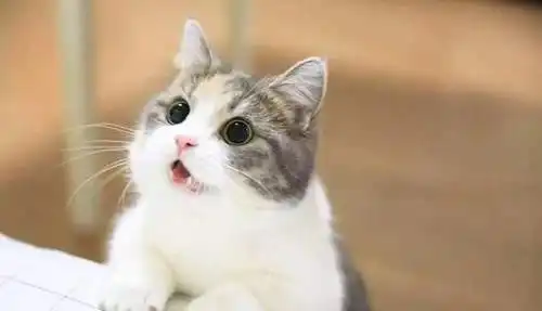 要什么我们都给你天使脸小猫咪一个表情就萌杀全网