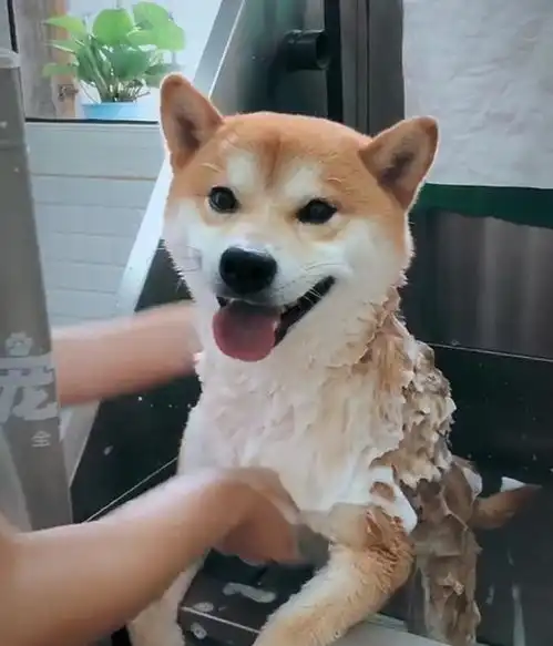 柴犬的笑容太治愈了,心都被萌化了,最后一张假笑脸画风突变