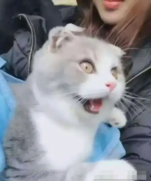带猫咪去逛街,结果引人围观,主人回头一看笑喷了
