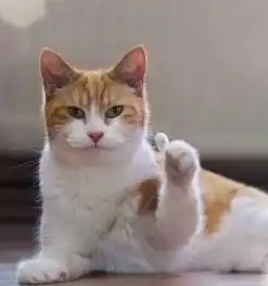 2020爱奇艺尖叫之夜公益进行时,胡春杨与听障儿童暖心互动