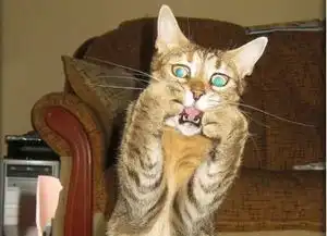 爆笑猫咪见到小宝宝的第一瞬间,这些表情简直太有戏了