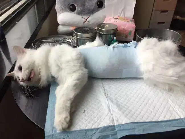 给猫咪绝育后,喵会记恨主人吗