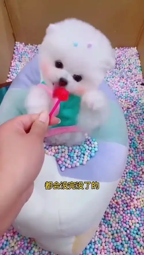 小可爱的表情包get你了吗