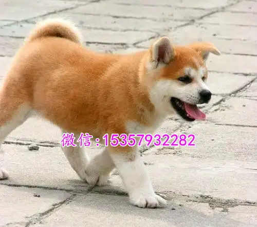 贵阳哪里有卖纯种柴犬柴犬多少钱一只柴犬专卖宠物店