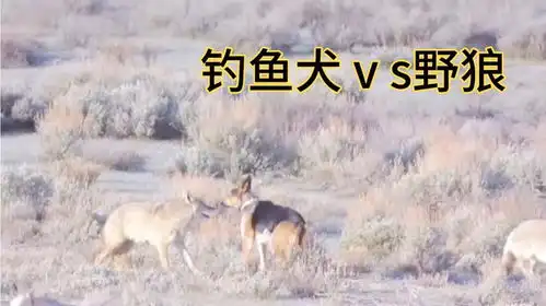 钓鱼犬和野狼斗智斗勇最后两只野狼被活活打死真是太残忍了
