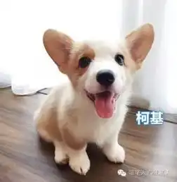 任何狗遇到基因强大的哈士奇后,这画风辣眼睛