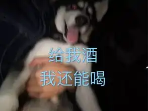 我养了一只失败的网红狗