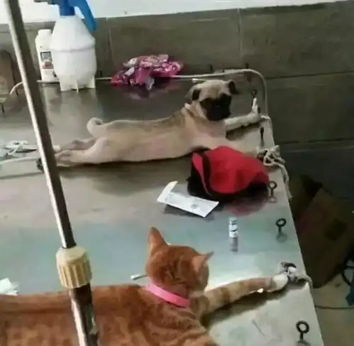 主人带狗狗做绝育,偶遇一只橘猫,对眼后笑喷了...