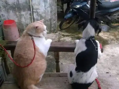 看过奶奶家的猫和狗后,我才知道啥叫偏心,真不愧是橘座