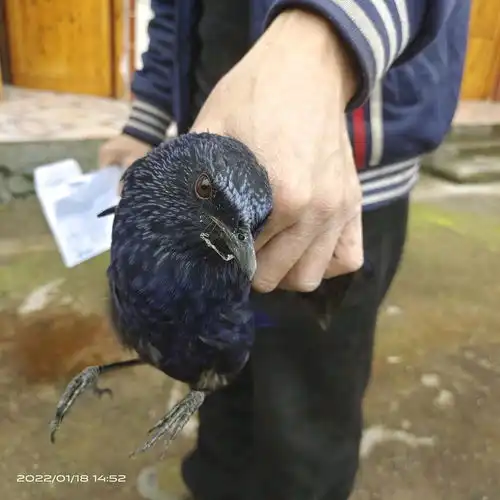 鸟哔哩哔哩