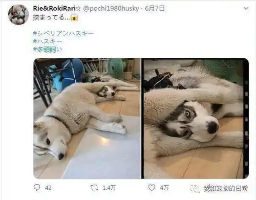 两只哈士奇谜一样的神秘互动,这表情亮了