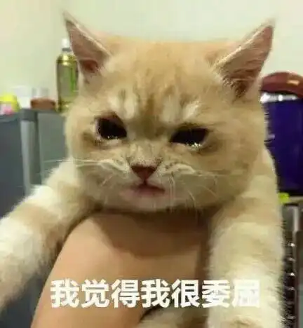 玫瑰沾白糖的相册天使猫猫的表情包