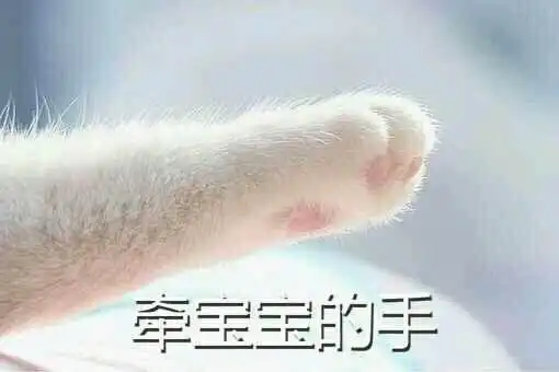 你见过最帅的猫有多帅