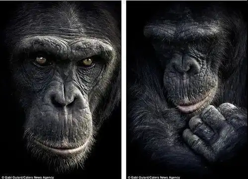 人类为什么要进化出眉毛除了好看外,它还有着些你想不到的作用