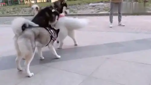 两只二哈正在打闹,萨摩却无声无息的跑来,接下来承包我一年笑点