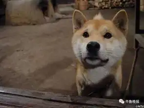 16岁表情包柴犬北登去世日本网民集体哀悼