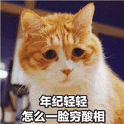求求你了,大学生别再养猫了行吗