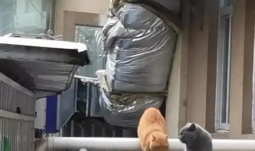蓝猫走丢半个月后主动回家,还带回一只橘猫,宠主瞬间感觉不好了