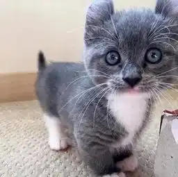 这只猫不能吸,一吸就会上瘾的