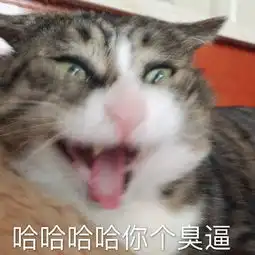 全新猫咪表情包,快快收藏